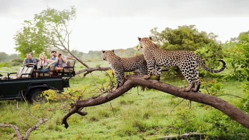 Yala National Park Safari